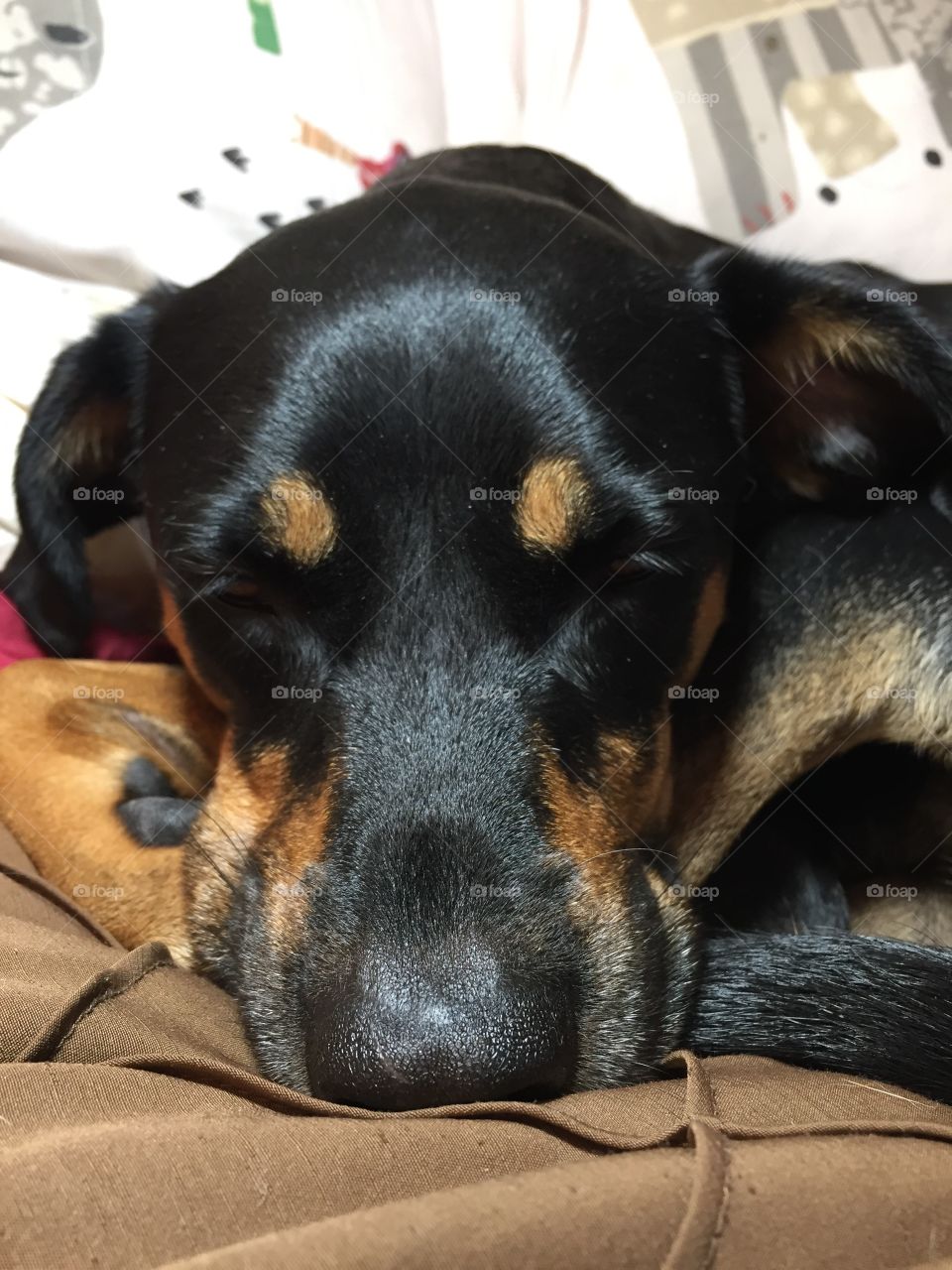 Sleeping Doberman Labrador Retriever Rescue Mixed Breed Dog