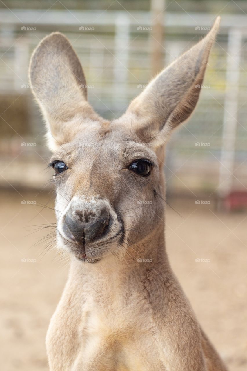 Kangaroo portrait 