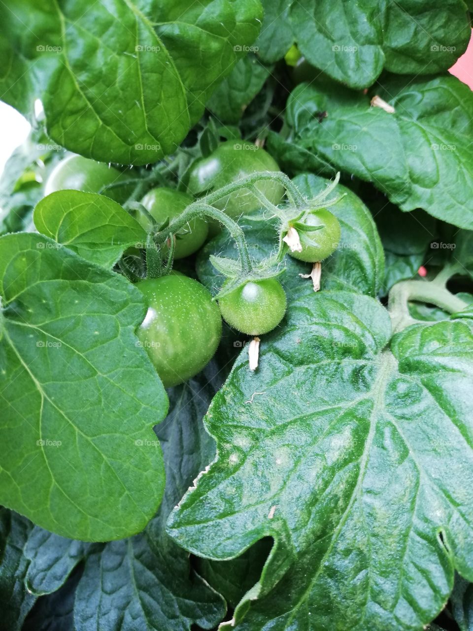 Raw tomatoes