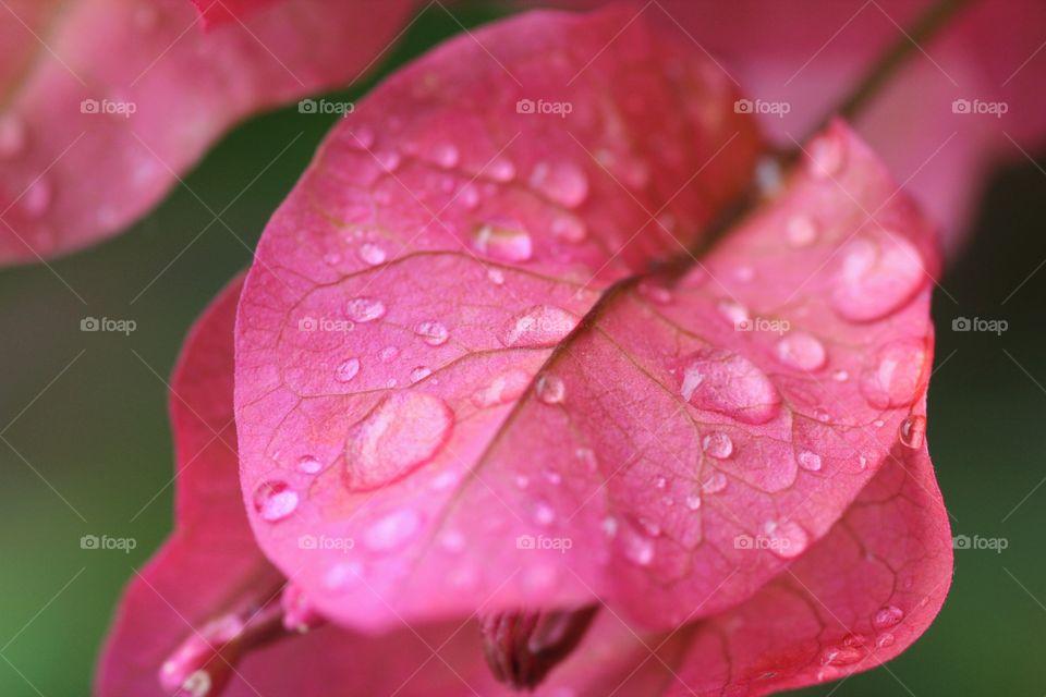 Bougainvillea drops