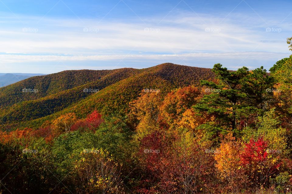 colorful trees