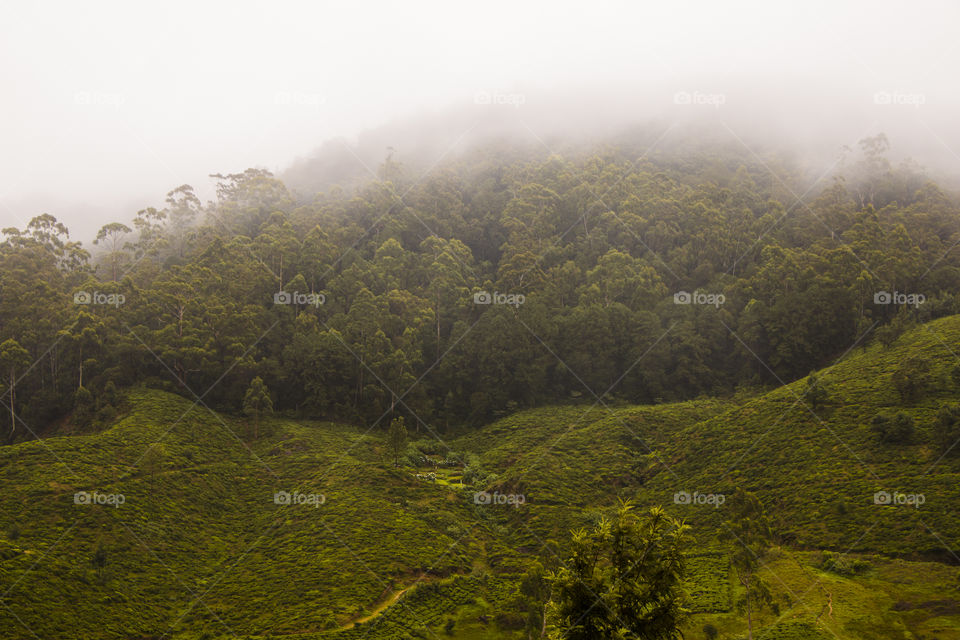 Nuwara Eliya is a city in the tea country hills of central Sri Lanka.