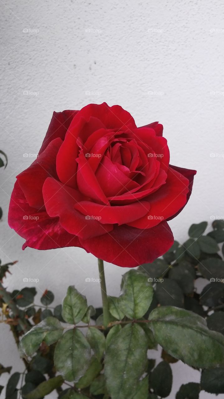 red rose