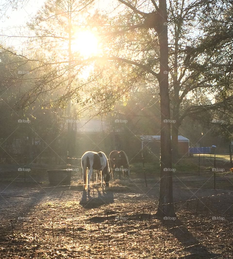 Sunrise on the farm in the South Georgia woods.