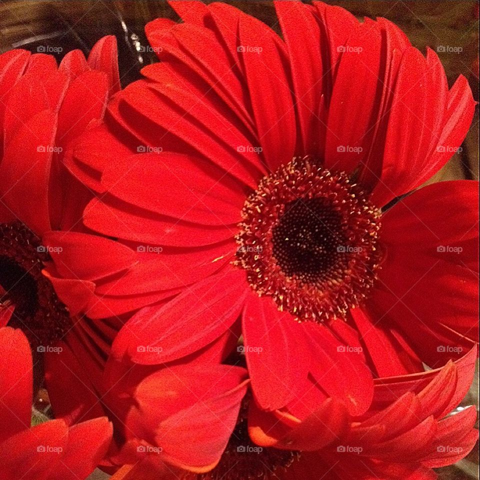 Red flowers