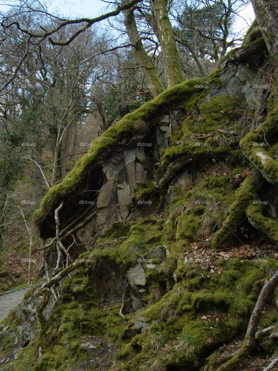 Trees at Aira Force, Lake District 