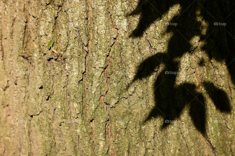 Bark on tree trunk abstract with shadows of leaves