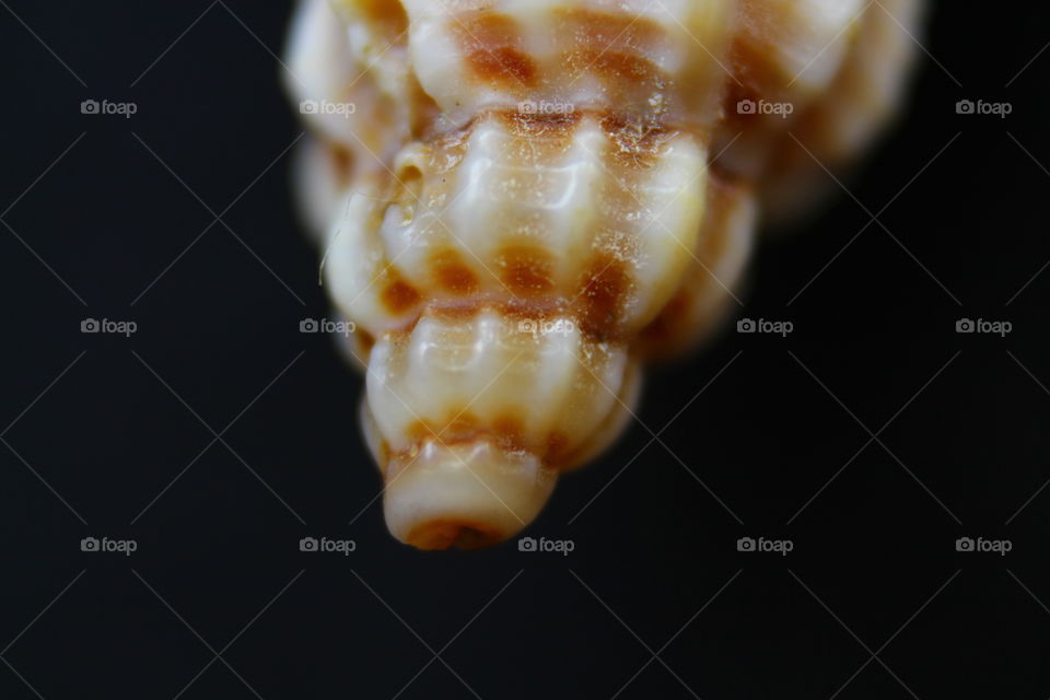 seashell macro