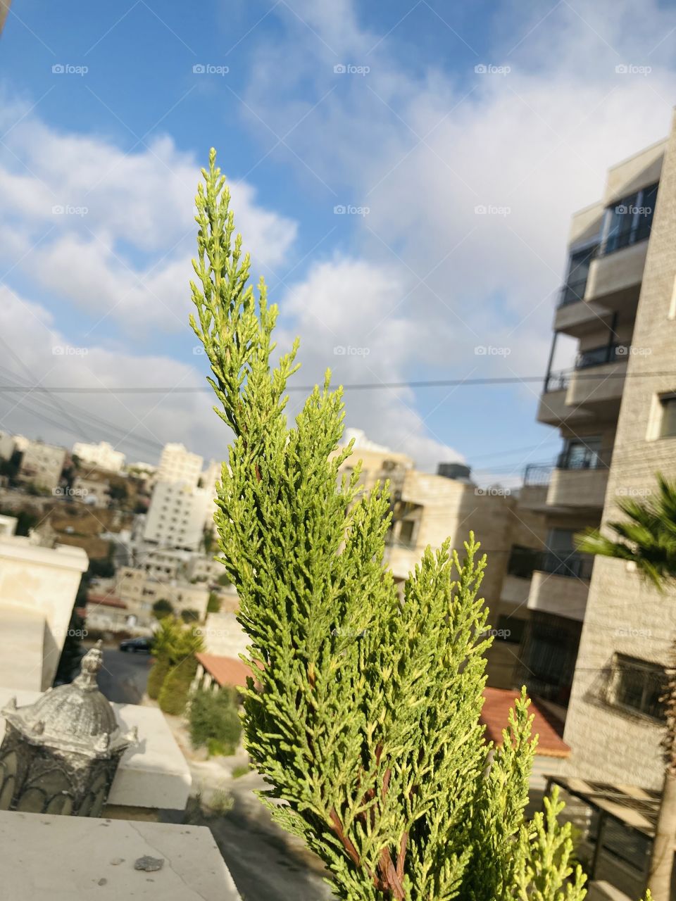 Beautiful green plant with blue sky mixed with wonderful clouds