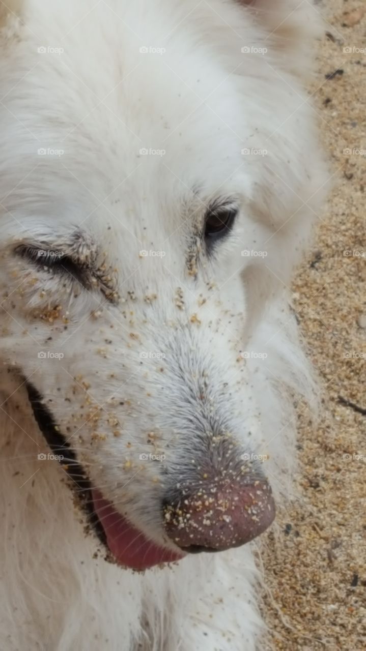 sand dog