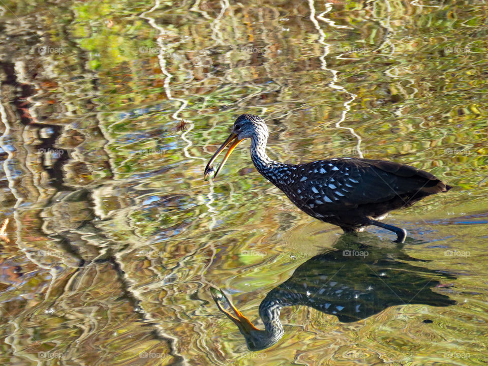 Limpkin