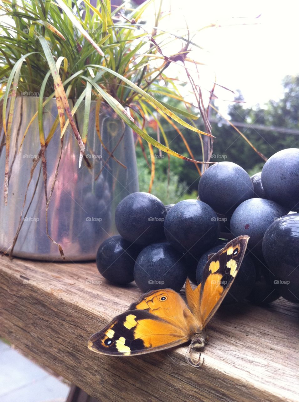 Grapes and butterfly