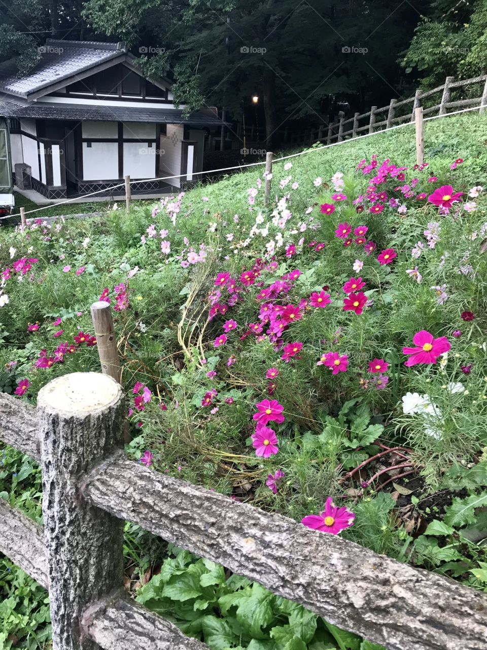 Osaka prefecture temple garden