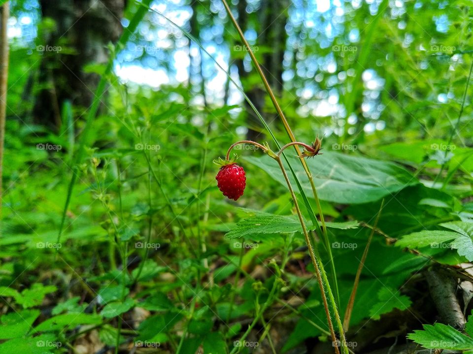 Wild strawberry