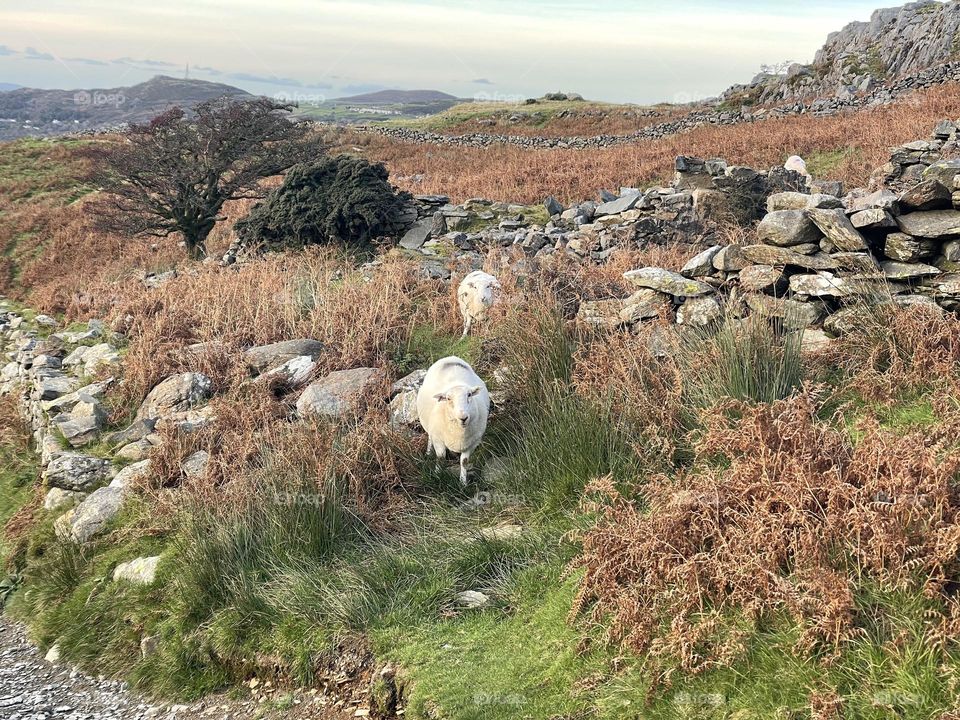 Snowdonia Sheep 