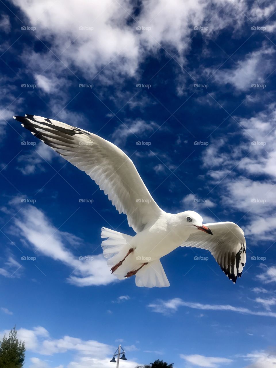 Lakeside Seagull