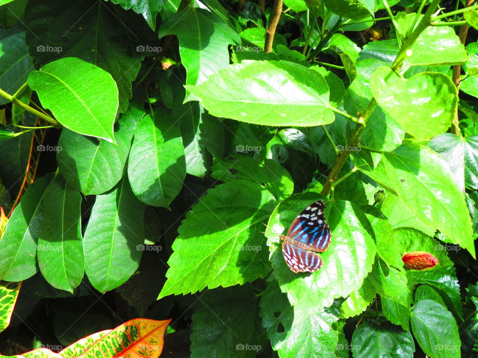 Butterfly in a garden background.