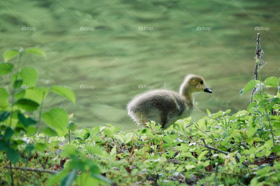 Gosling looking for food by the lake 