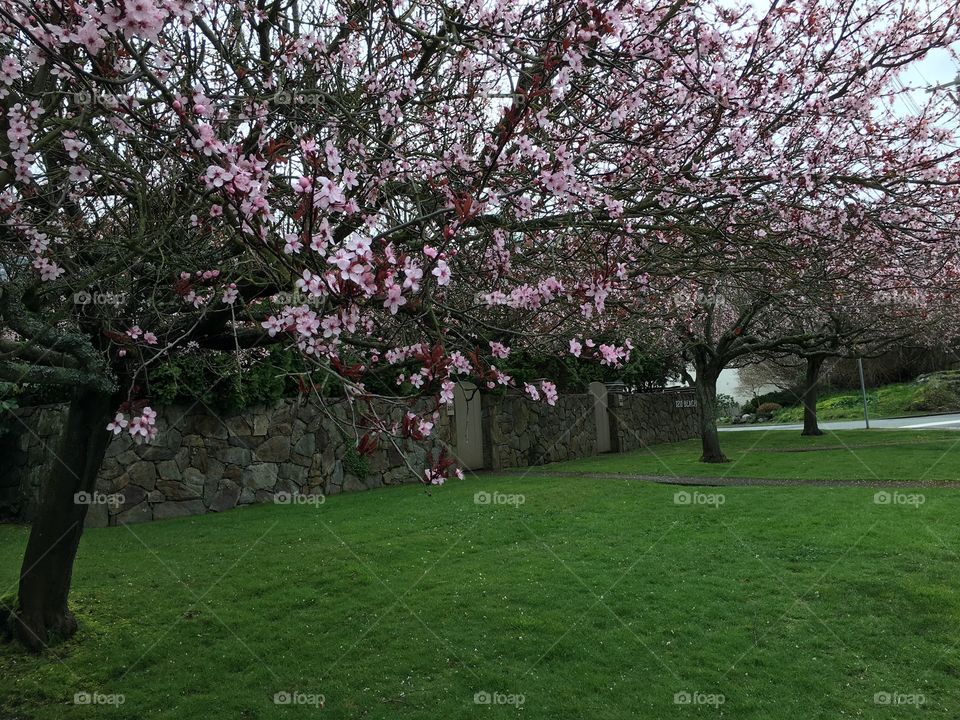 Trees in blossom