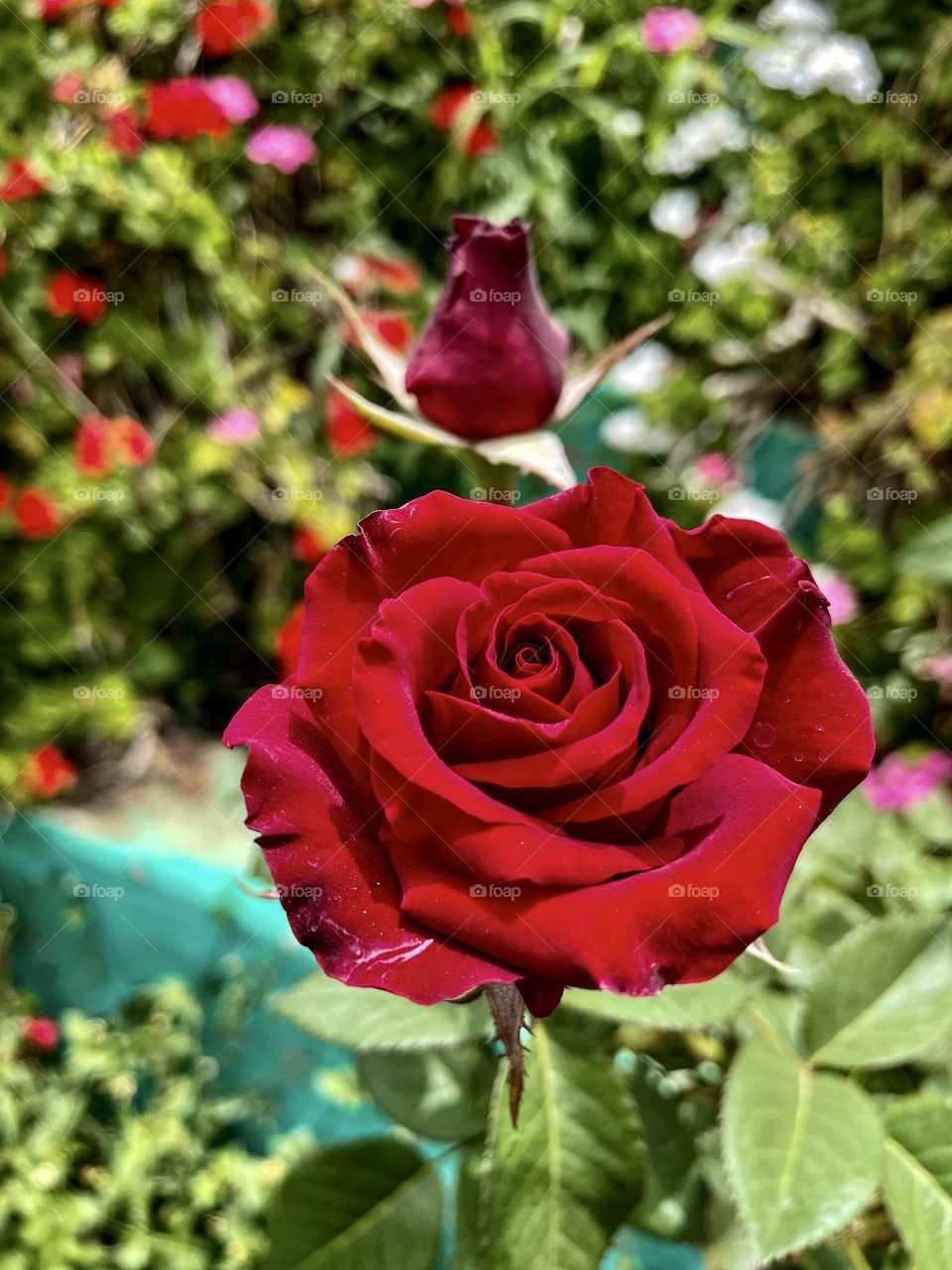 Colour Red. A Red rose and bud  in a garden . 