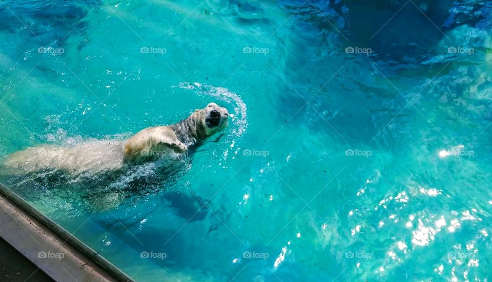 Polar Bear doing backstroke