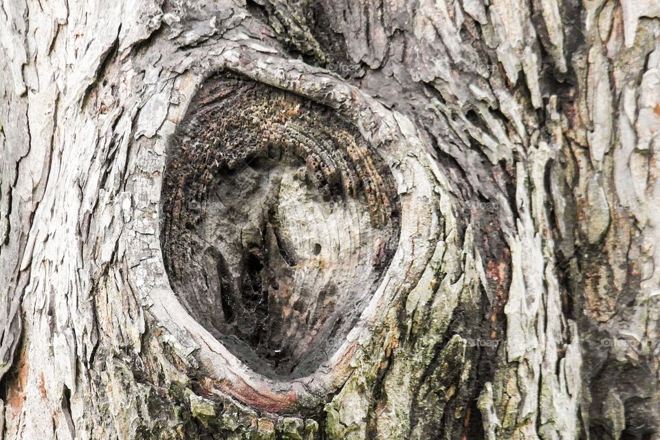Pls pecan tree knot hole