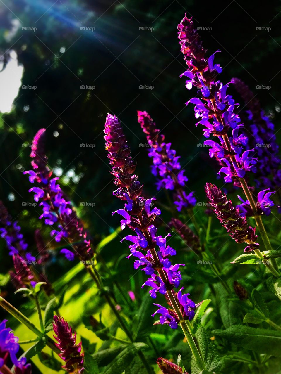 Beautiful purple flowers—taken in Ludington, Michigan 
