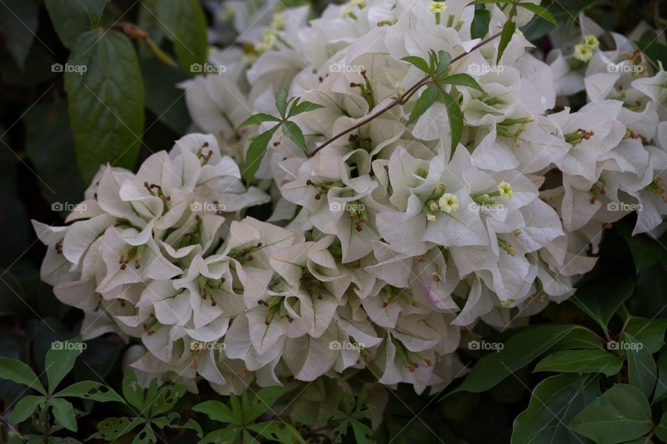 White Bougainvillea Flowers