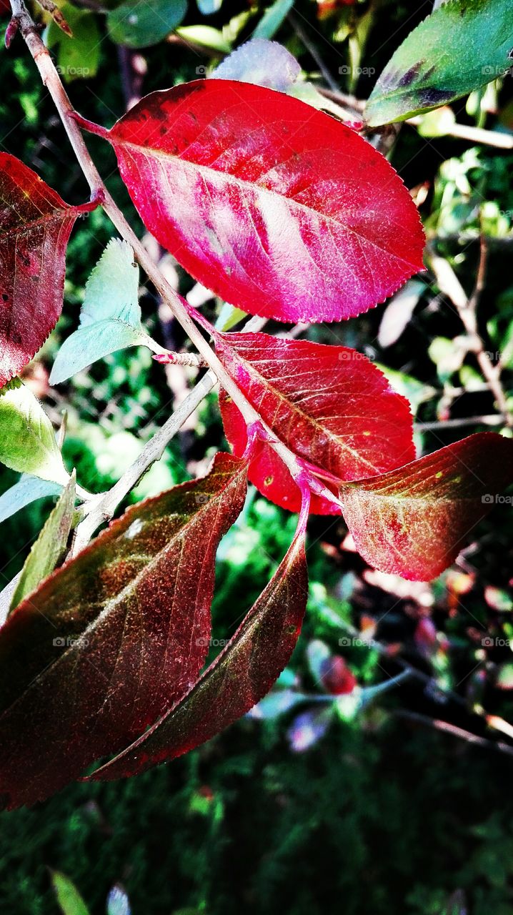 Autumn..