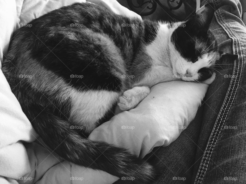 Sleeping Calico Cat