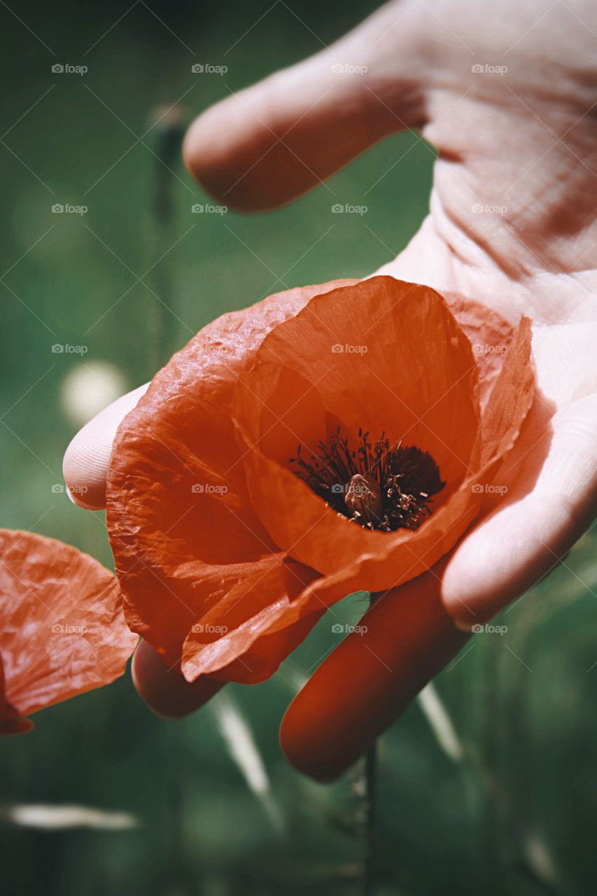 Close up of beautiful flower