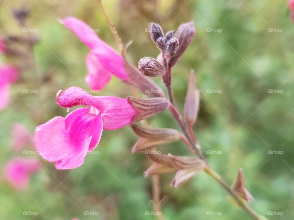 Magenta pink salvia