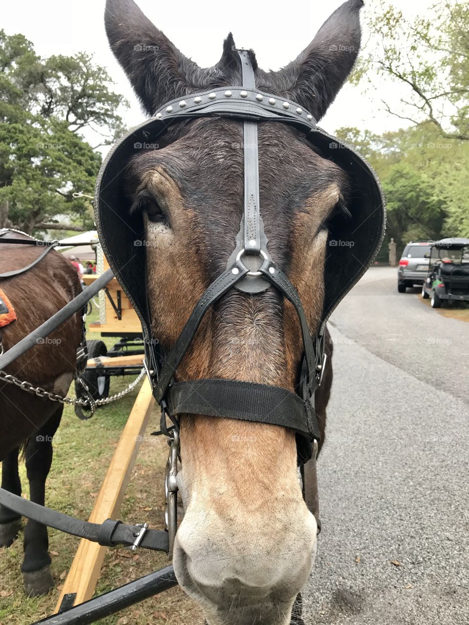 Cracker, the Mule, harnessed up and ready to give a tour. 