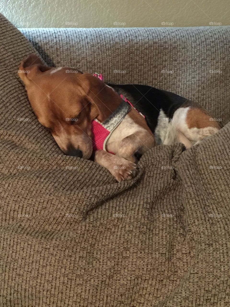 Sleepy Ginger from a walk around the park 