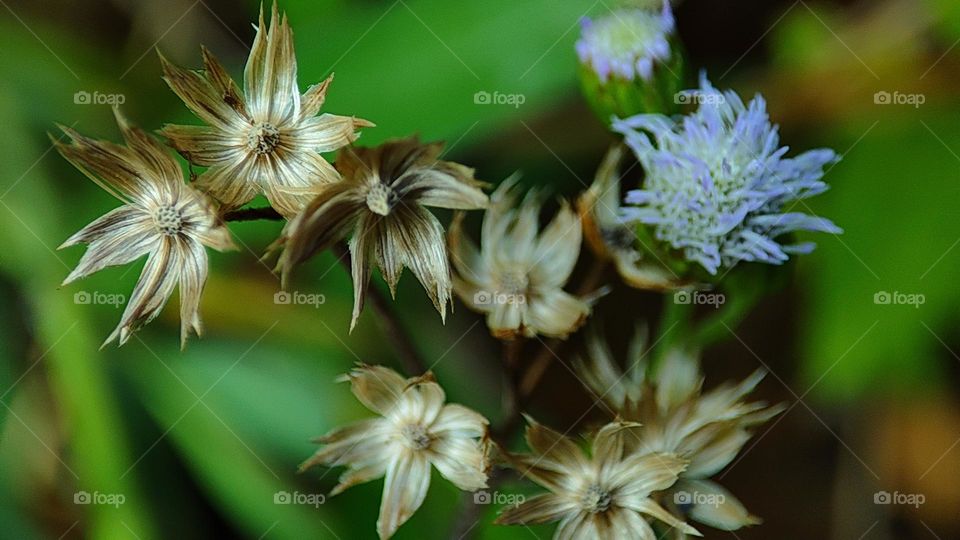 Dried Flowers