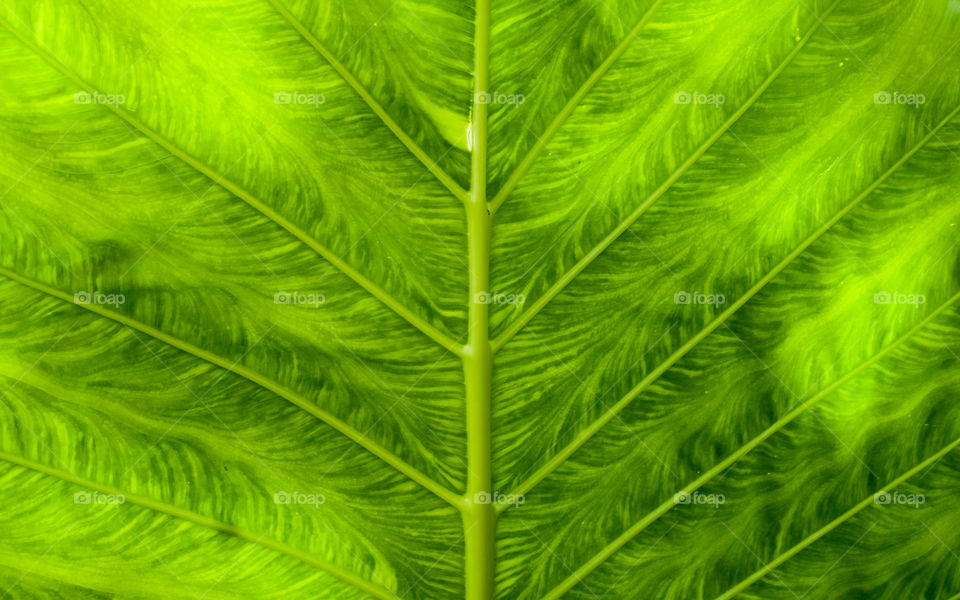 Full frame of palm leaf