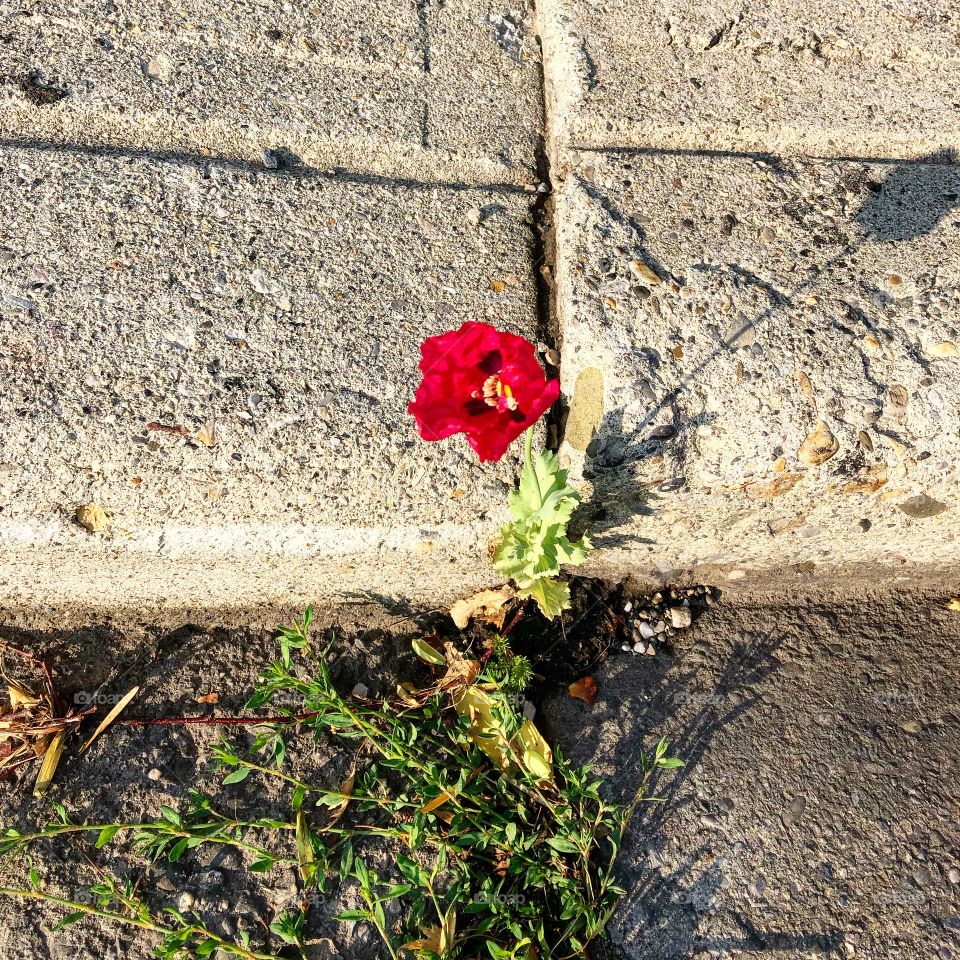 Red Poopy growing between the cracks of the sidewalk 