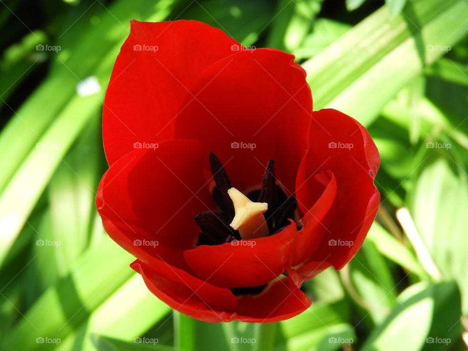 Tulip 