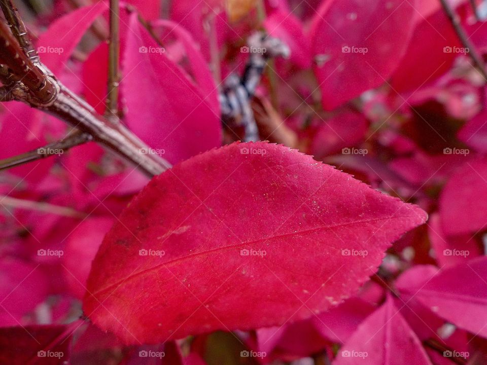 Pink leaves on a bush