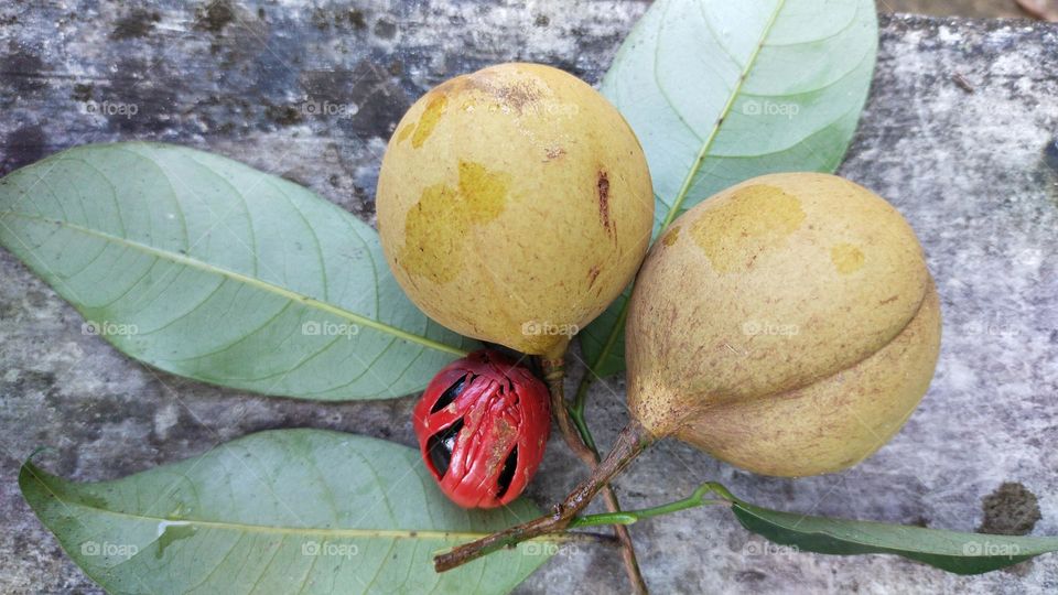 Nutmeg that is rarely found in other parts of the world