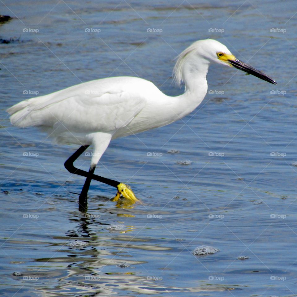 A beautiful bird fishing in Hilton Head Island. 