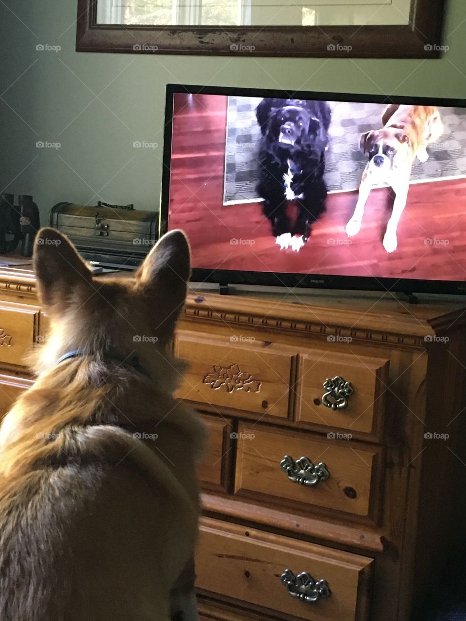 Let the dog choose the tv show 