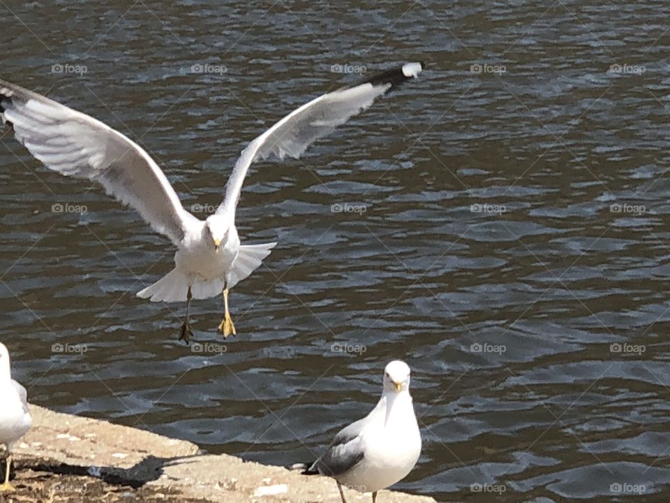 Seagull taking off 