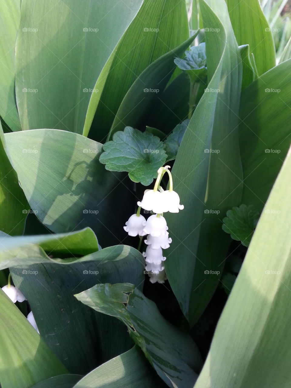 Bashful Belles 2. Some beautiful, little, bell like flowers nestled in some plants.