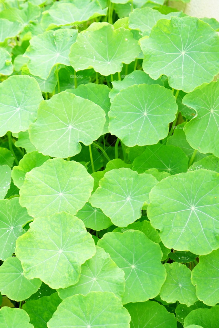 Tropaeolum Majus L./ Garden Nasturtium
Spring
California