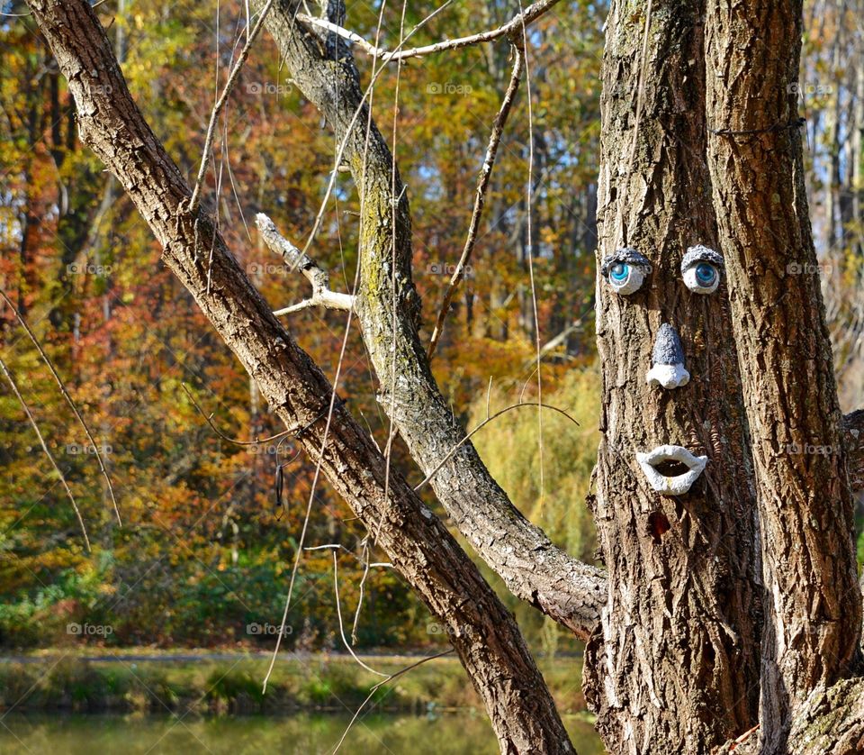 Tree with Face