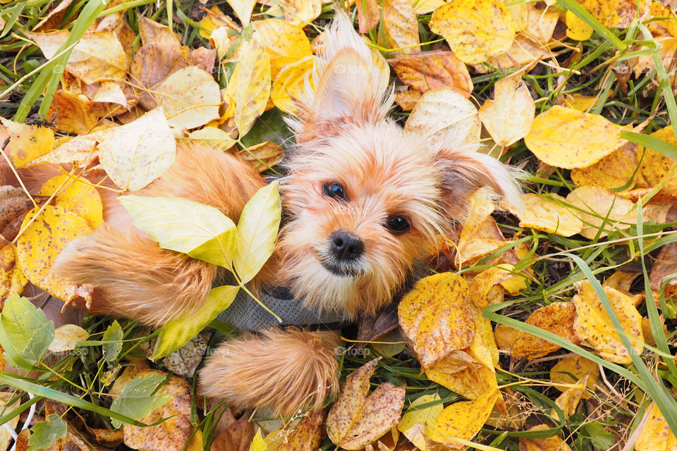 cute fluffy puppy on two yellow leaves in the autumn forest