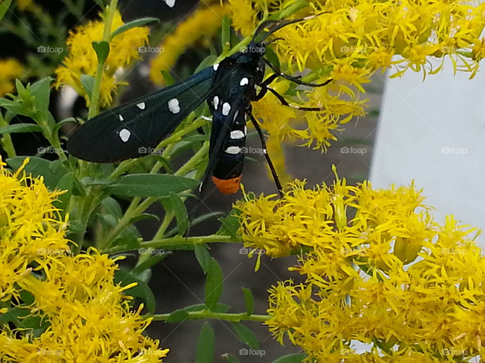 Insect on goldenrod