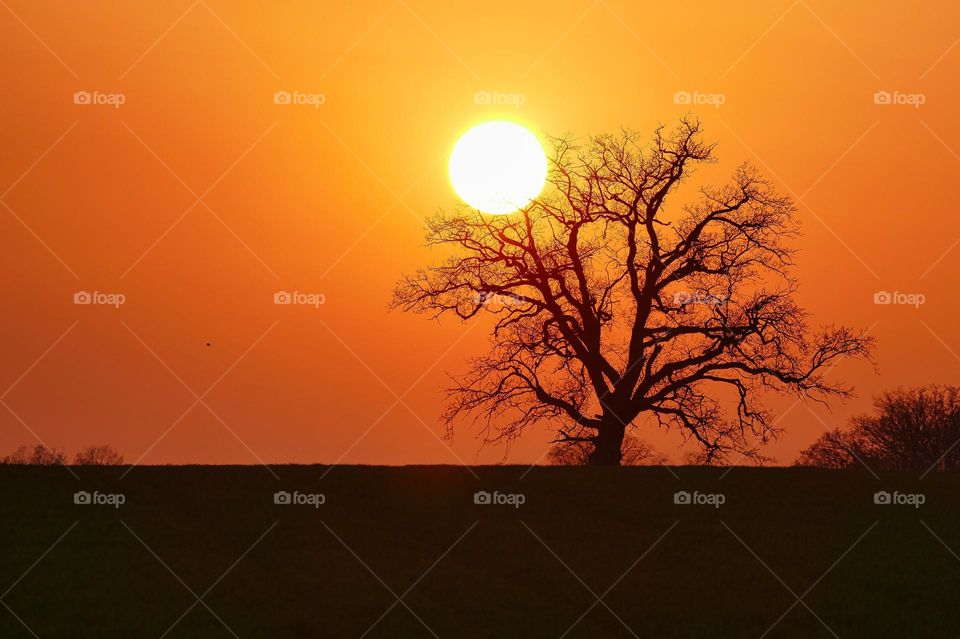 Tree in sunset