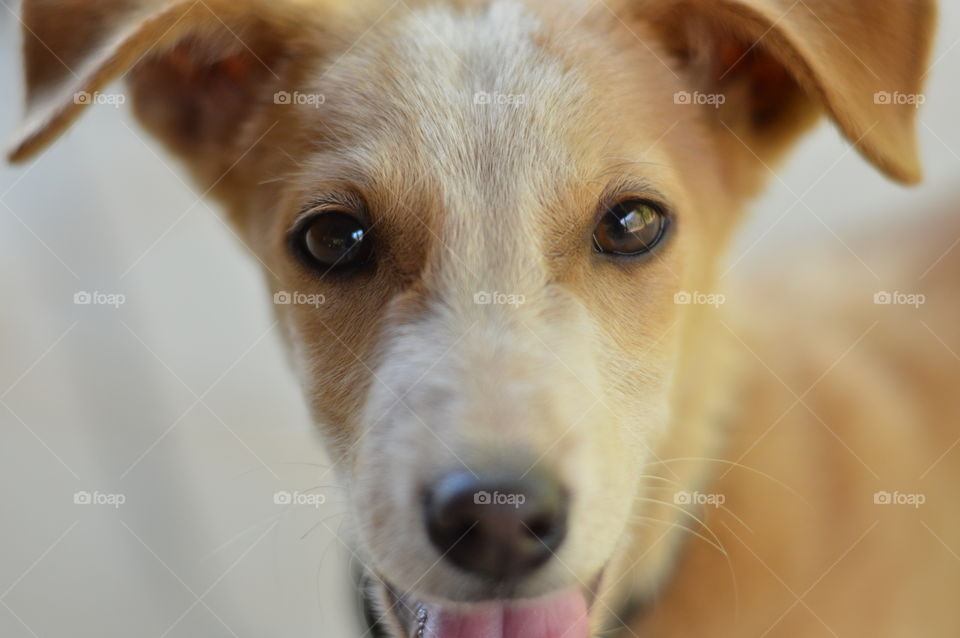 Eyes of puppy.